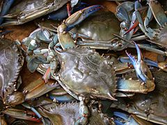 Description de l'image Blue crab on market in Piraeus - Callinectes sapidus Rathbun 20020819-317.jpg.