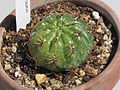 Gymnocalycium eurypleurum