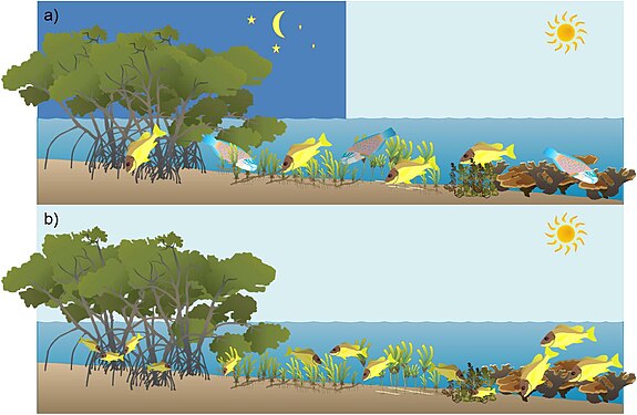 Fish migrations between coral reef, macroalgae, seagrass and mangrove habitats:[134] (a) diel and tidal foraging migrations, (b) ontogenetic migration of juvenile coral reef fish.