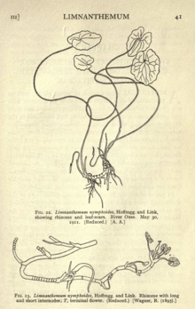 Botanical illustrations of a plant