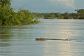 Irrawaddydelfiner i Mekong