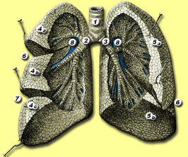 1. luchtpijp (trachea) 2. rechter bronchus 3. linker bronchus 4. rechterlong (pulmo dexter): bovenste (4a), middenste (4b) en onderste (4c) longlob 5. linkerlong (pulmo sinister): bovenste (5a) en onderste (5b) longlob 6. fissura obliqua 7. fissura horizontalis 8. arteria pulmonalis