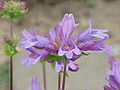 Penstemon serrulatus