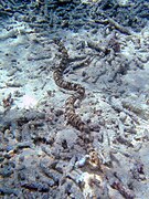 Synapta maculata, the longest known sea cucumber (Apodida).