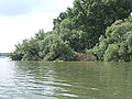 Weichholzaue der Insel Horn, Speyerer Auwald, bei leichtem Hochwasser