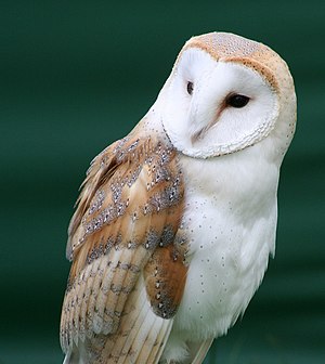 Türnüül (Tyto alba) LC - least concern (ei trüüwet)