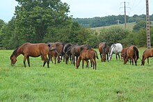 Groupe de chevaux de couleur marron broutant dans un pré