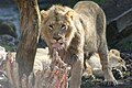 Lions in Zürich Zoo, 2012