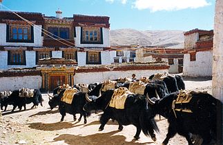 Rombongan yak di Prefektur Otonomi Tibet Garzê, Sichuan, China