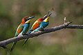 El abejaruco europeo o abejaruco común (Merops apiaster) es una especie de ave coraciforme de la familia Meropidae que vive en Eurasia y África. Se caracteriza por la policromía de su plumaje. Es común encontrarla en zonas urbanizadas tranquilas y no muy densas, donde es atraída por las abejas que liban en los jardines. En la imagen se ven dos abejarucos reposados en una rama en Ariège, Francia. La hembra (izquierda) espera el alimento que le dará el macho. Por Pierre Dalous.