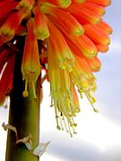 Fleur du genre Kniphofia, la K. ensifolia.