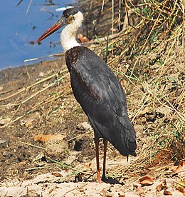 Baltakaklis gandras (Ciconia episcopus )