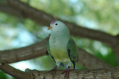 Description de l'image Atoll Fruit-dove (Ptilinopus coralensis).jpg.