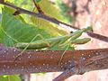 Iris oratoria adult female