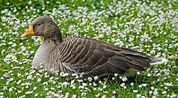 Greylag Goose