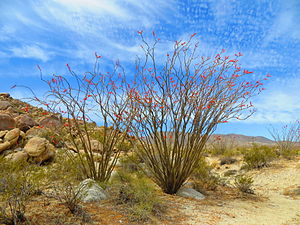 Fouquieria splendens i Sonoraöknen