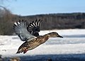 Image 11 Female mallard in mid-flight at Flying and gliding animals More selected pictures