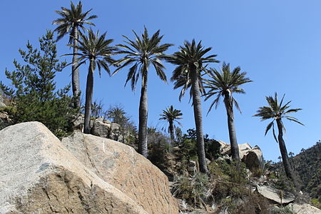 J. chilensis growing in habitat in Palmar El Salto, Viña del Mar, Chile