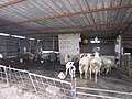 Family goat pen in Umm Batin