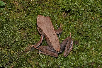 Rã-bicolor (Clinotarsus curtipes), uma espécie de rã encontrada nos Gates Ocidentais da Índia. (definição 5 491 × 3 661)