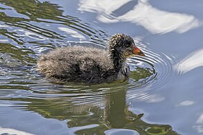 Juvenile F. a. australis