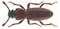 Bothrideres bipunctatus