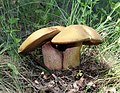 Boletus luridus