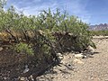 Vegetation on dry wash bank