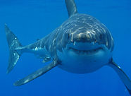 Great white shark