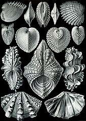 Dessins de divers bivalves, en noir et blanc.