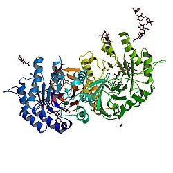 Α-Galactosidase A