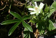 Potentilla caulescens