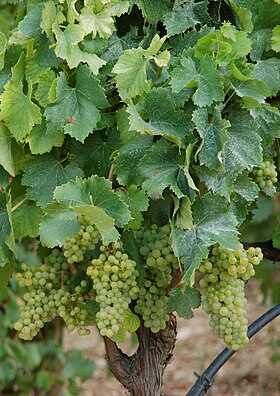 Grenache blanc