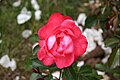 Rosa Francoise Gaujard II, Jean-Jacques Gaujard, 2005 (Francia) GAU 126