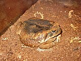 Жаба-ага (Bufo marinus)