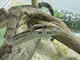 Обыкновенный удав (Boa constrictor)