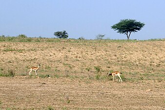 Gazelles chinkara dans le désert au Rajasthan en novembre 2019.