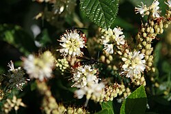 Clethra alnifolia