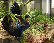 Paon du Congo (Afropavo congensis).