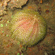 Oursin comestible ou globuleux (Echinus esculentus), Atlantique Nord-Est.