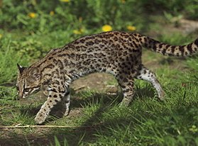 Leopardus tigrinus no Zoológico de Praga.