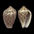 Marginella bairstowi Fishhoeck, False Bay South Africa