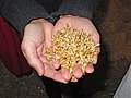 Image 41Malted barley before kilning or roasting (from Brewing)