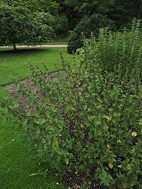 Specimen in the Cambridge University Botanic Garden