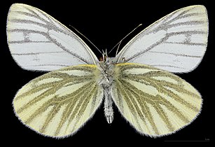 Pieris napi ♂ △