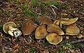 Cortinarius melanotus