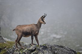 Chamois