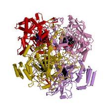 Modello tridimensionale dell'enzima