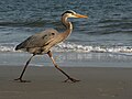 Grand Héron marchant sur la plage de l'île d'Hilton Head, Caroline du Sud.