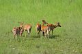 Deers at Bardiya National Park